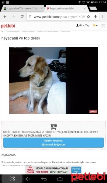 Golden Retriever, Köpek  İrem fotoğrafı