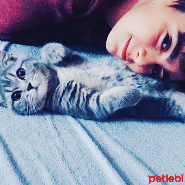 British Shorthair, Kedi  Mia fotoğrafı