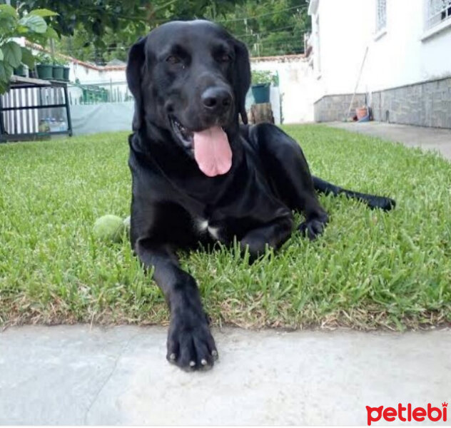 Labrador Retriever, Köpek  Sammy fotoğrafı