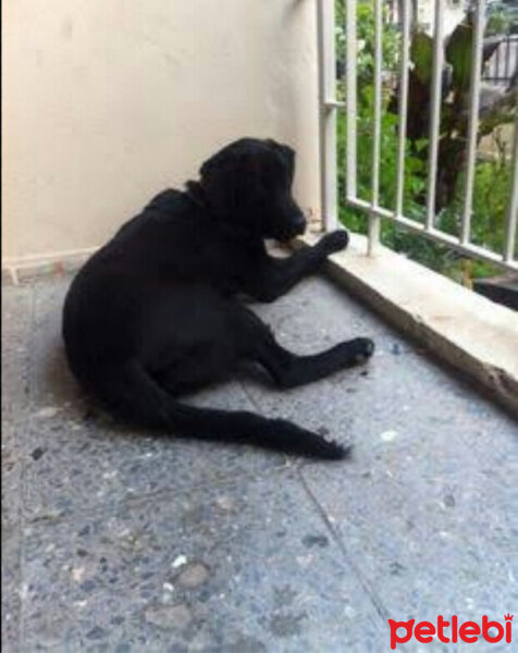 Labrador Retriever, Köpek  Sammy fotoğrafı