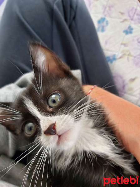 Tuxedo (Smokin) Kedi, Kedi  Zeus fotoğrafı