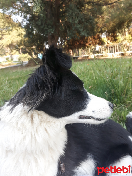 Border Collie, Köpek  Zeus fotoğrafı