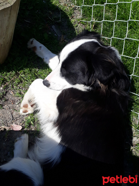 Border Collie, Köpek  Zeus fotoğrafı