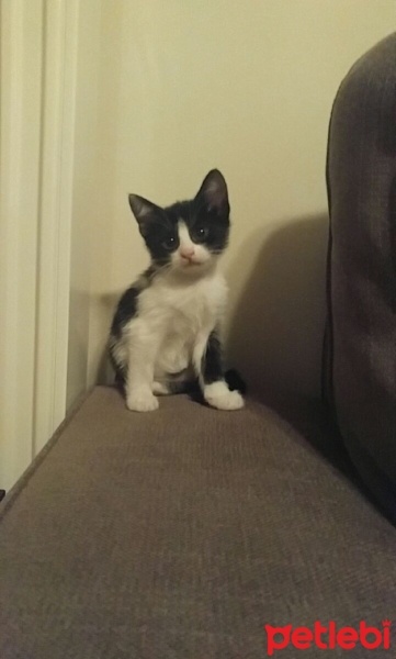 Tuxedo (Smokin) Kedi, Kedi  Batman fotoğrafı