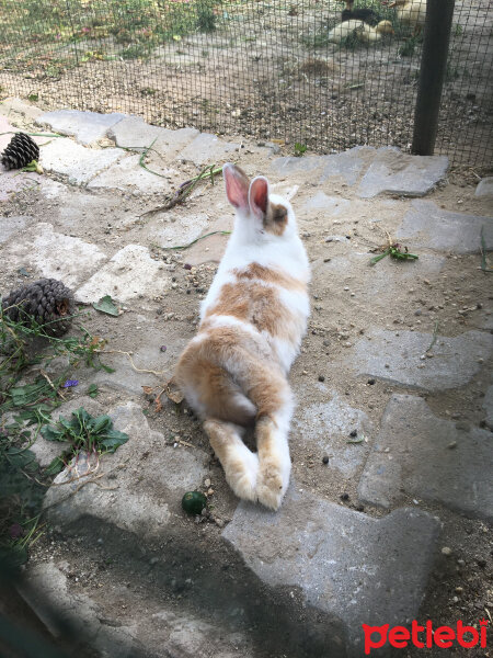 Tavşan, Kemirgen  Caramel fotoğrafı