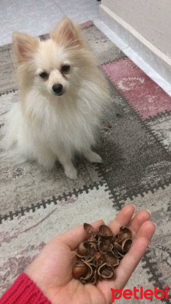Pomeranyalı, Köpek  Bobo fotoğrafı