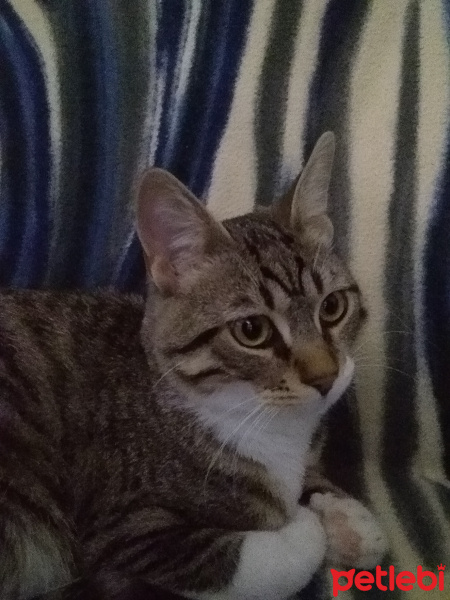 Tekir Kedi, Kedi  Leon fotoğrafı