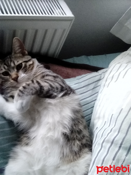 Tekir Kedi, Kedi  Leon fotoğrafı