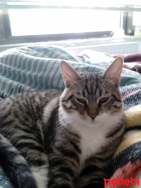 Tekir Kedi, Kedi  Leon fotoğrafı