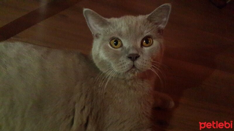 British Shorthair, Kedi  Muhsin fotoğrafı