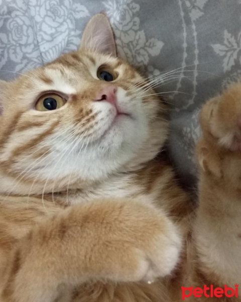 Sarman, Kedi  Faruk fotoğrafı