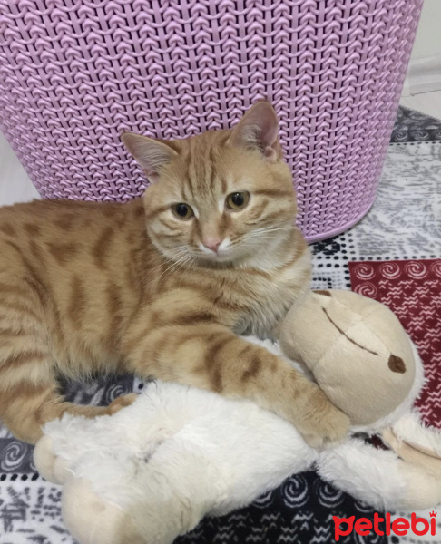 Sarman, Kedi  Faruk fotoğrafı
