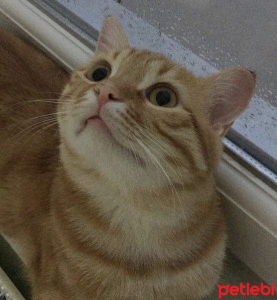 Sarman, Kedi  Faruk fotoğrafı