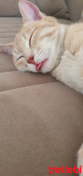 Tekir Kedi, Kedi  KARAMEL fotoğrafı