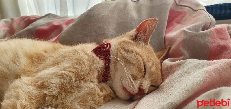Tekir Kedi, Kedi  KARAMEL fotoğrafı