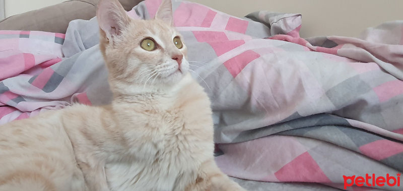 Tekir Kedi, Kedi  KARAMEL fotoğrafı