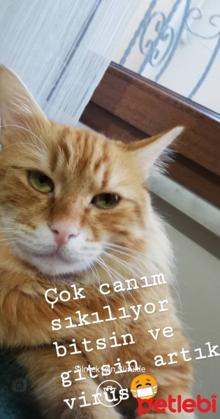 Sarman, Kedi  Hardal fotoğrafı