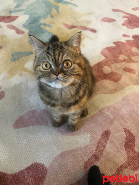 British Shorthair, Kedi  Tarçın Lila fotoğrafı