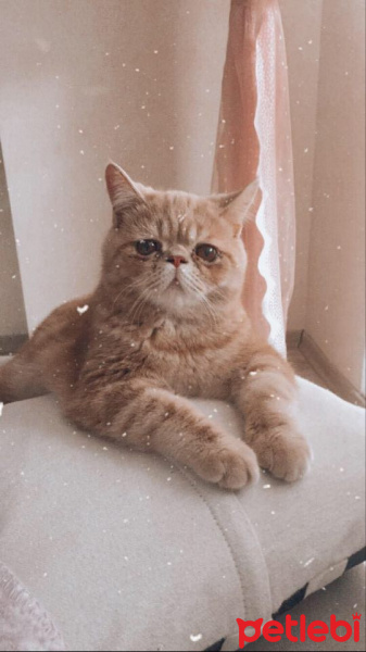 Exotic Shorthair, Kedi  Rio fotoğrafı
