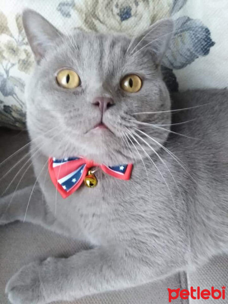 British Shorthair, Kedi  Saad fotoğrafı