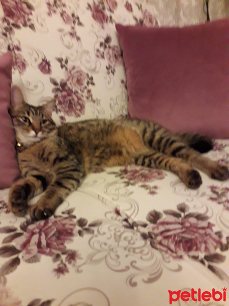 Tekir Kedi, Kedi  Carbon fotoğrafı