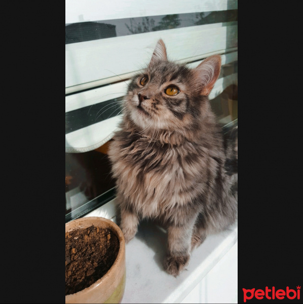 Tekir Kedi, Kedi  Voli fotoğrafı