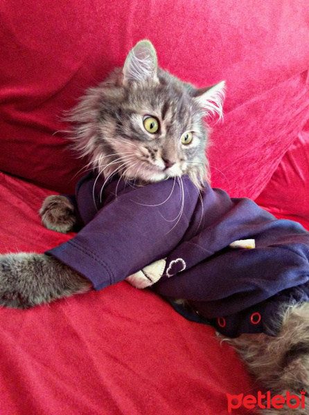 Tekir Kedi, Kedi  Voli fotoğrafı