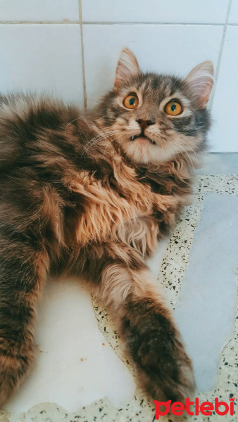 Tekir Kedi, Kedi  Voli fotoğrafı