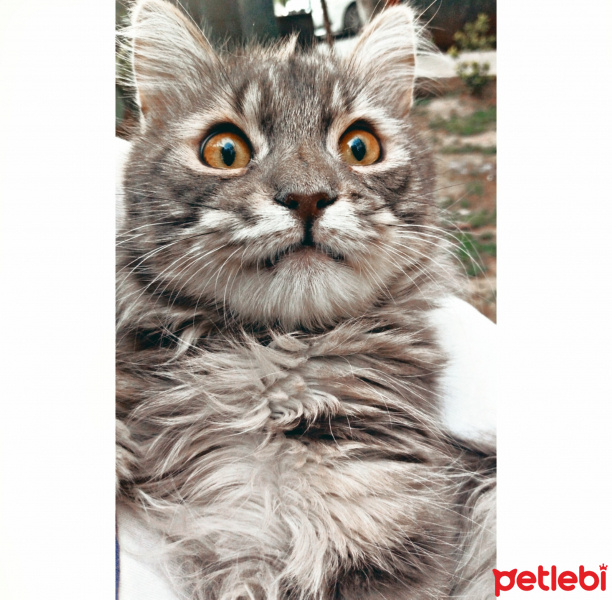 Tekir Kedi, Kedi  Voli fotoğrafı