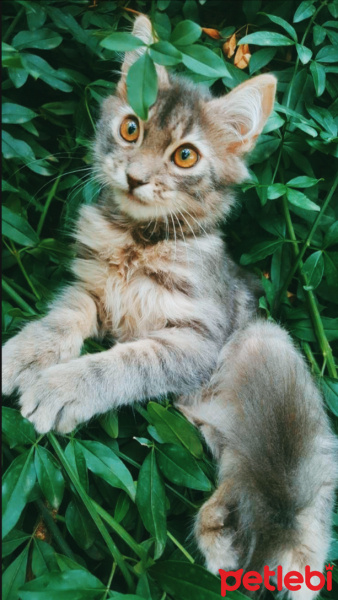 Tekir Kedi, Kedi  Voli fotoğrafı