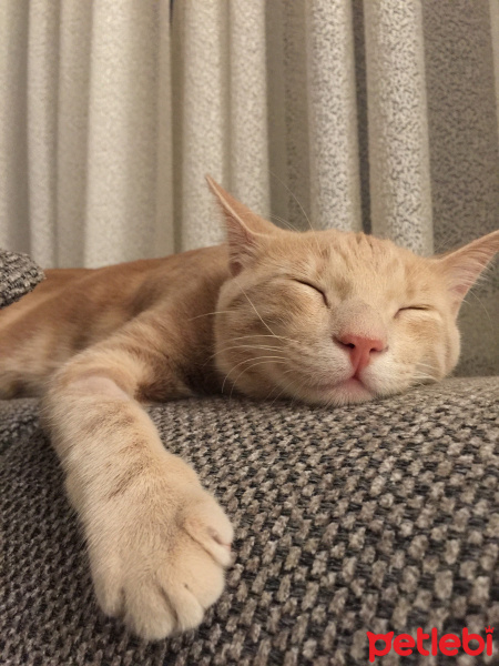 Sarman, Kedi  Latte fotoğrafı