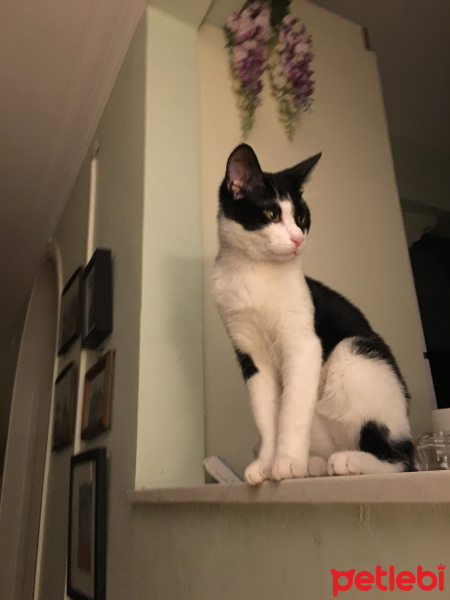 Tuxedo (Smokin) Kedi, Kedi  Şans fotoğrafı