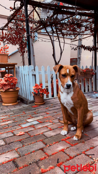 Amerikan Staffordshire Terrier, Köpek  Latte fotoğrafı