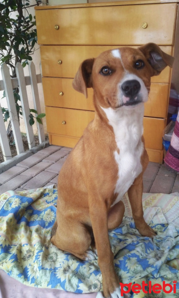 Amerikan Staffordshire Terrier, Köpek  Latte fotoğrafı