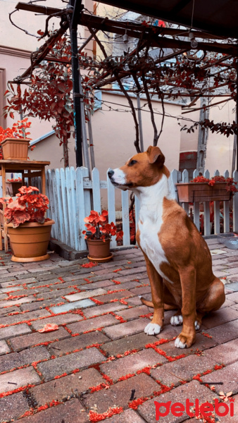 Amerikan Staffordshire Terrier, Köpek  Latte fotoğrafı
