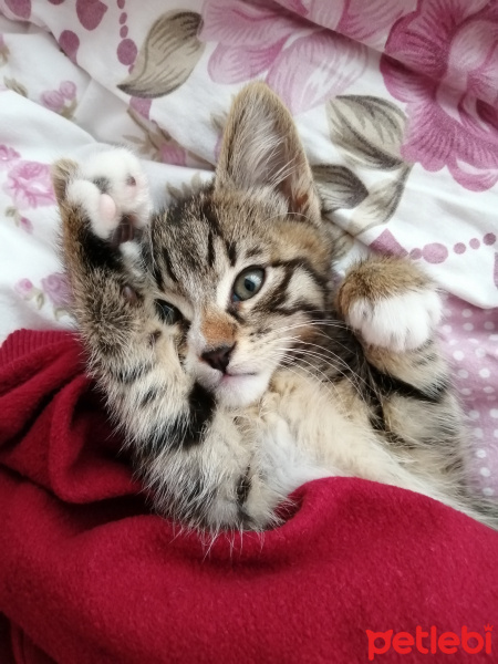 Tekir Kedi, Kedi  Bekir fotoğrafı