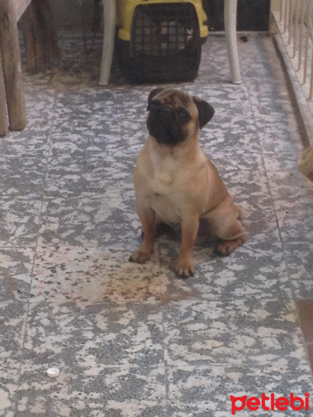 Pug, Köpek  Leo fotoğrafı