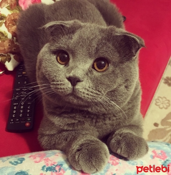 Scottish Fold, Kedi  yoda fotoğrafı