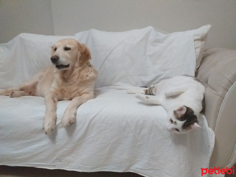 Golden Retriever, Köpek  gece fotoğrafı