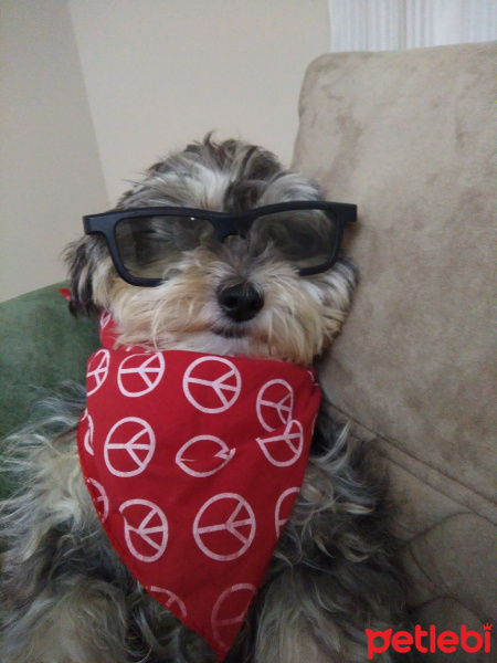 Minyatür Schnauzer, Köpek  Lili fotoğrafı