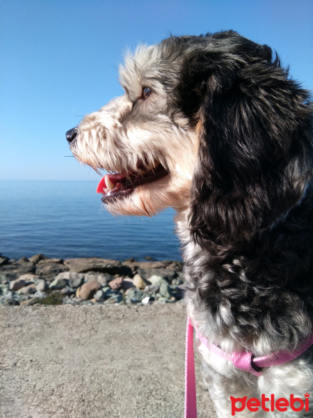 Minyatür Schnauzer, Köpek  Lili fotoğrafı