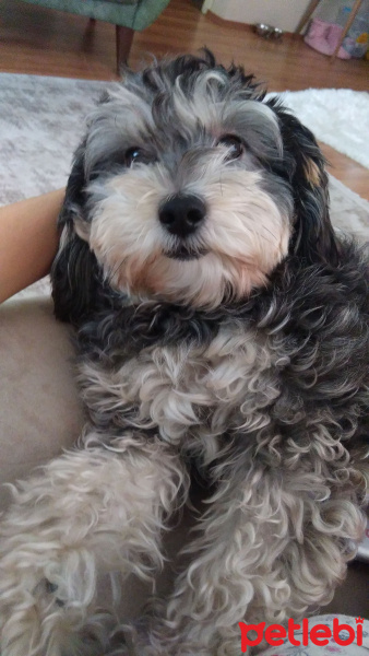 Minyatür Schnauzer, Köpek  Lili fotoğrafı