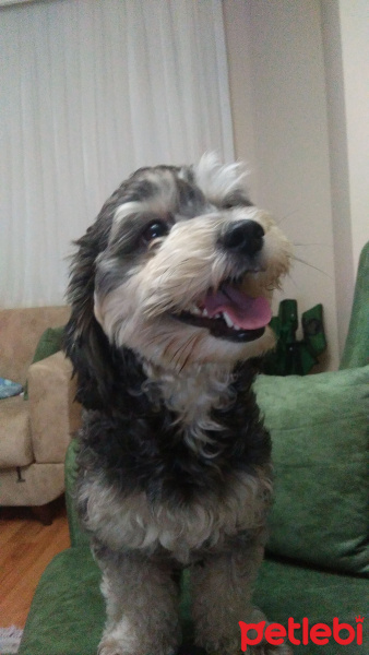 Minyatür Schnauzer, Köpek  Lili fotoğrafı