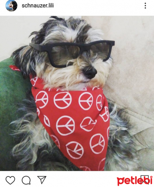 Minyatür Schnauzer, Köpek  Lili fotoğrafı