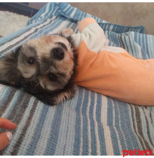 Minyatür Schnauzer, Köpek  Lili fotoğrafı