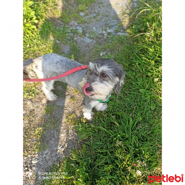Minyatür Schnauzer, Köpek  Lili fotoğrafı