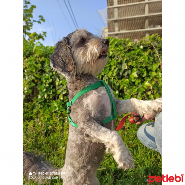 Minyatür Schnauzer, Köpek  Lili fotoğrafı
