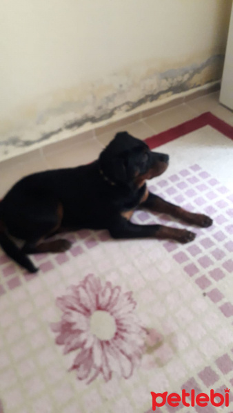 Rottweiler, Köpek  Jessy fotoğrafı