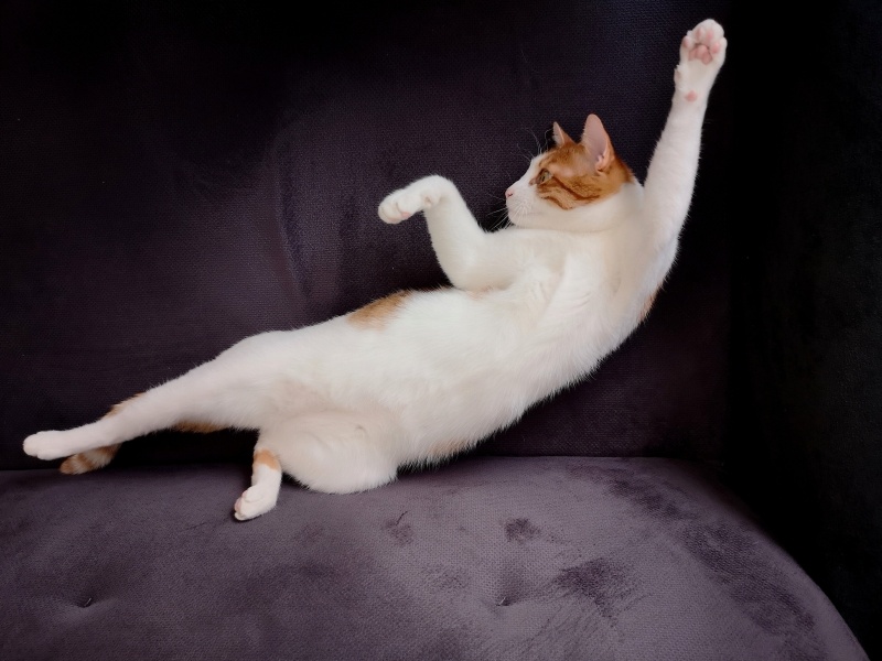 Sarman, Kedi  Waffle fotoğrafı