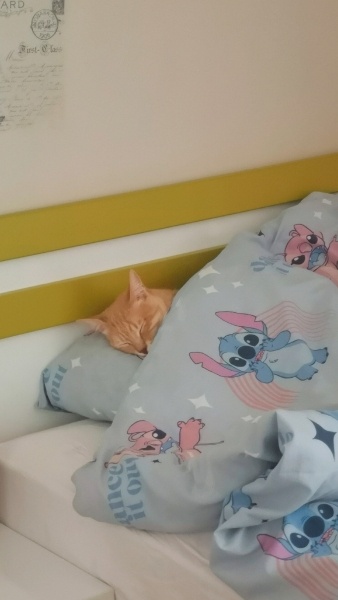 Sarman, Kedi  Waffle fotoğrafı
